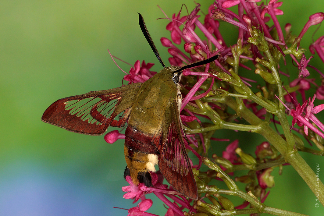  Hummelschwärmer (Hemaris fuciformis) 