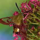  Hummelschwärmer (Hemaris fuciformis) 