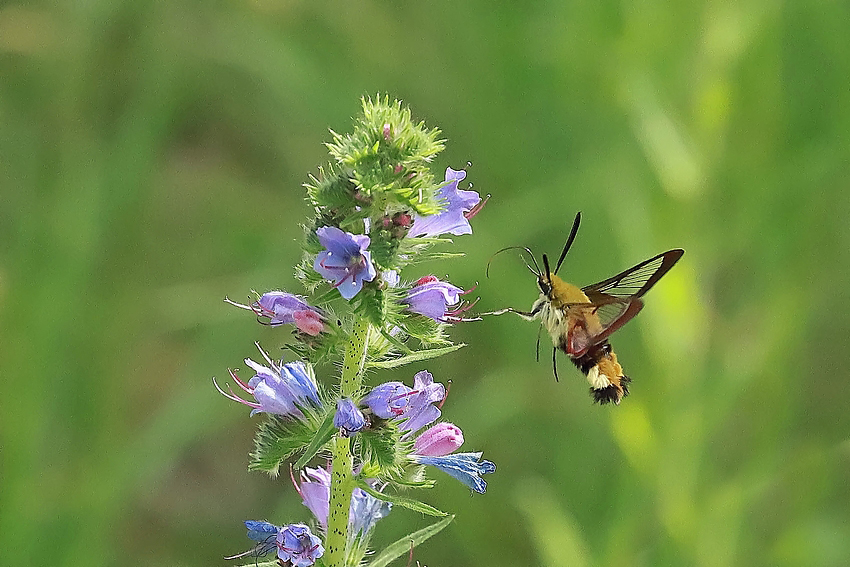 Hummelschwärmer (Hemaris fuciformis) 