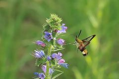 Hummelschwärmer (Hemaris fuciformis) 