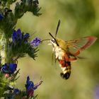 Hummelschwärmer (Hemaris fuciformis)