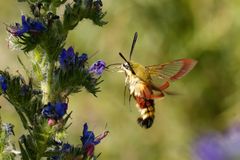 Hummelschwärmer (Hemaris fuciformis)