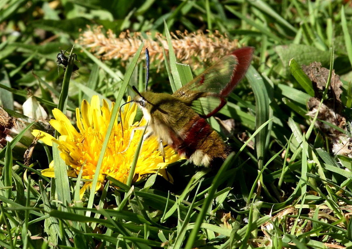 Hummelschwärmer (Hemaris fuciformis)