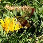 Hummelschwärmer (Hemaris fuciformis)