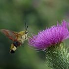  Hummelschwärmer (Hemaris fuciformis)