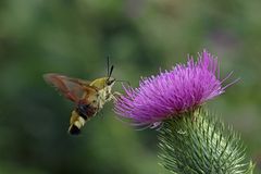  Hummelschwärmer (Hemaris fuciformis)