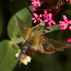 Hummelschwärmer (Hemaris fuciformis)