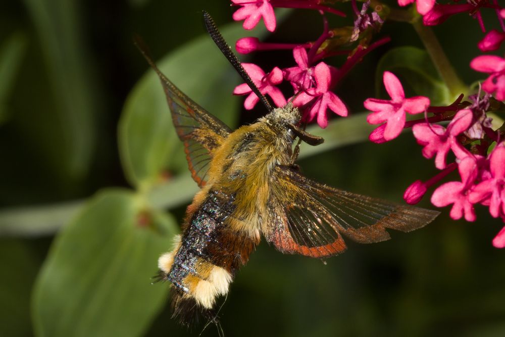 Hummelschwärmer (Hemaris fuciformis)