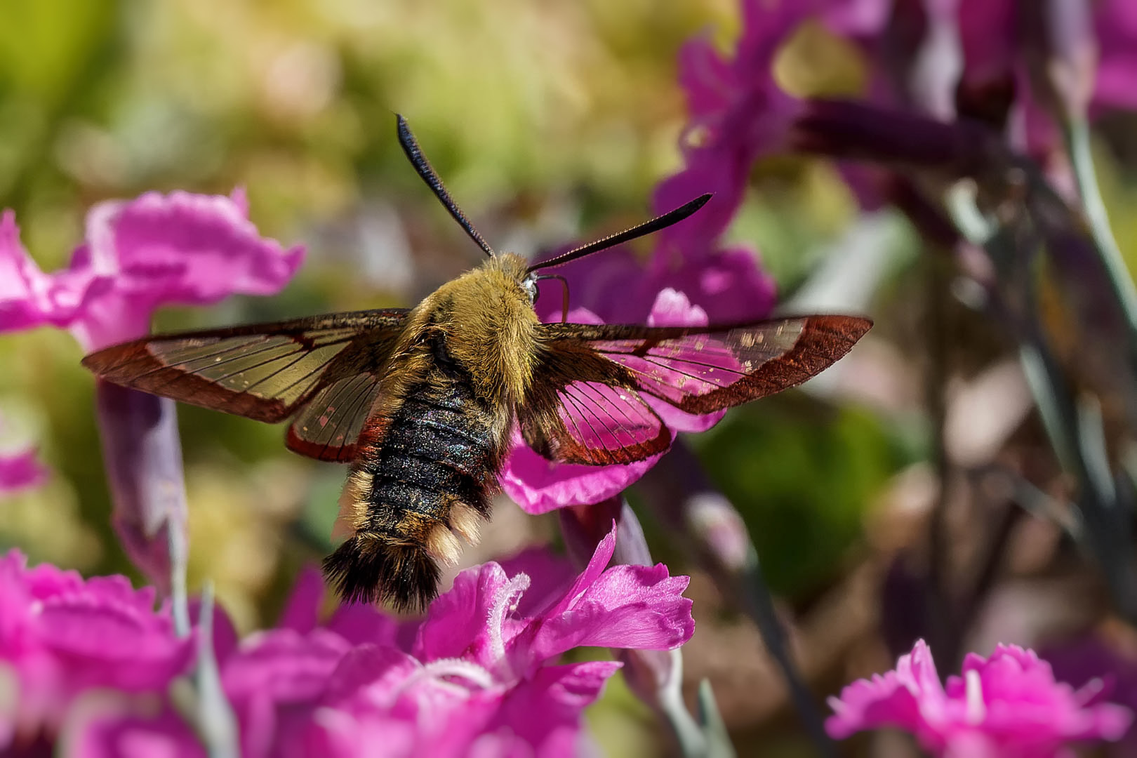 Hummelschwärmer (Hemaris fuciformis)