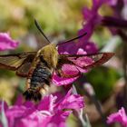 Hummelschwärmer (Hemaris fuciformis)