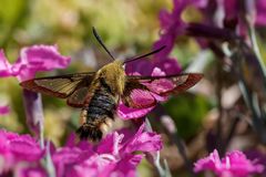 Hummelschwärmer (Hemaris fuciformis)