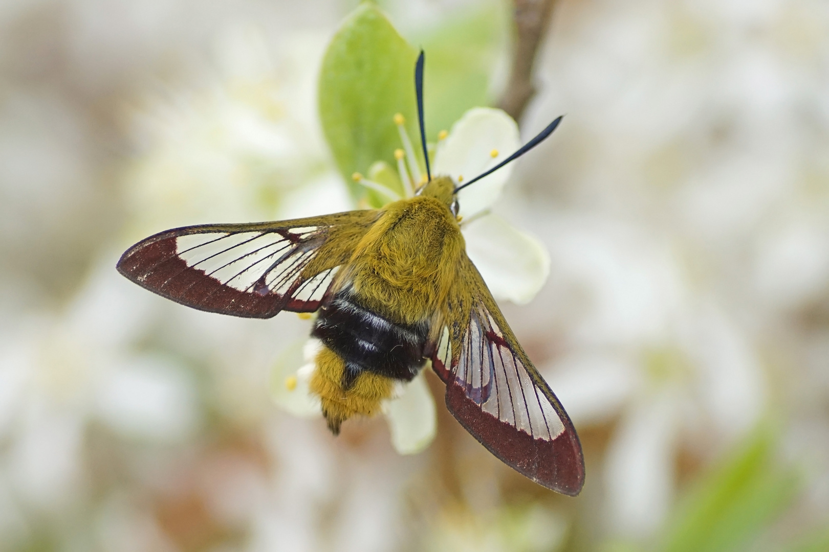 Hummelschwärmer (Hemaris fuciformis)