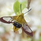 Hummelschwärmer (Hemaris fuciformis)