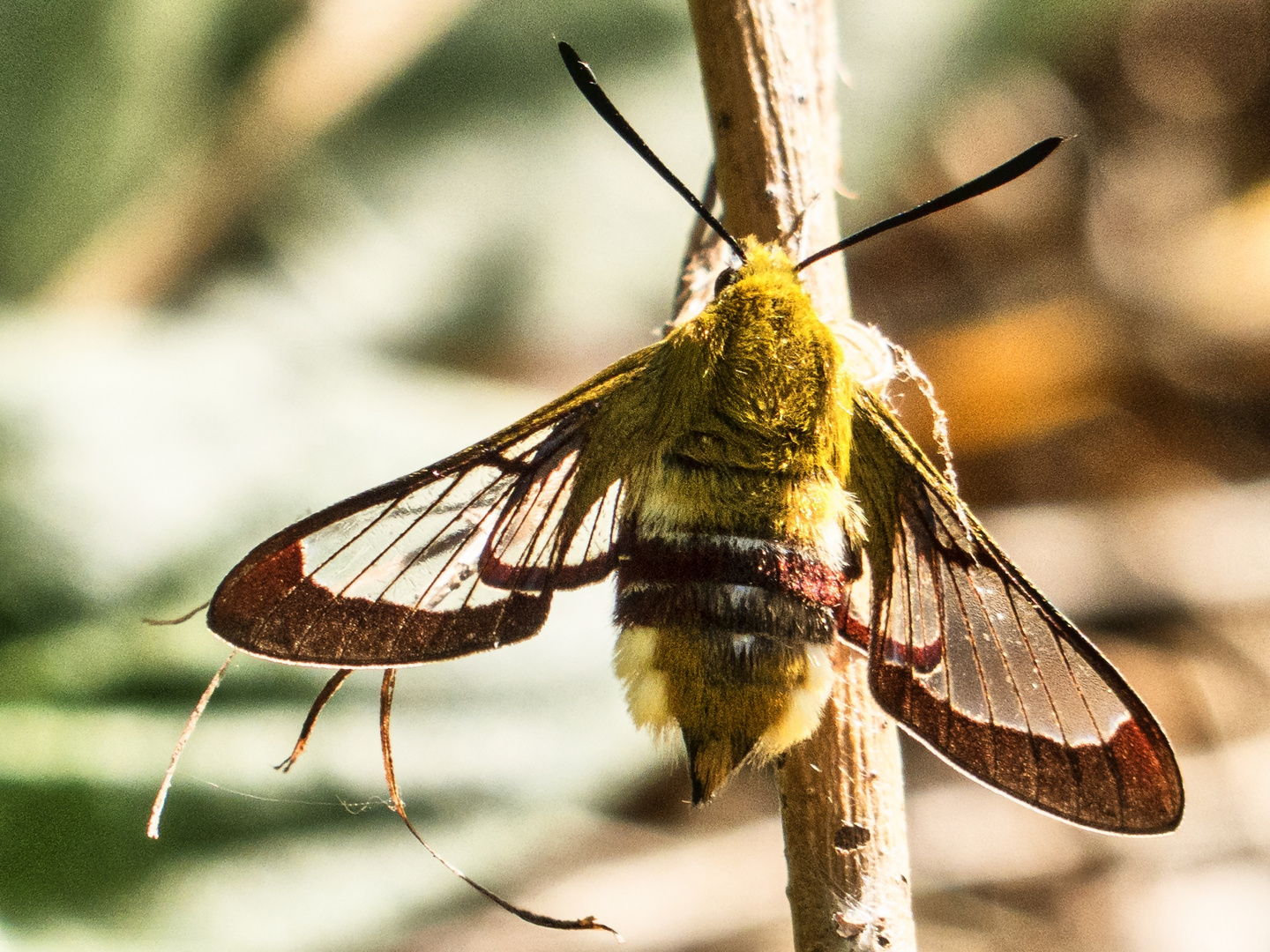 Hummelschwärmer (Hemaris fuciformis)