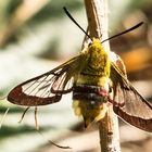 Hummelschwärmer (Hemaris fuciformis)