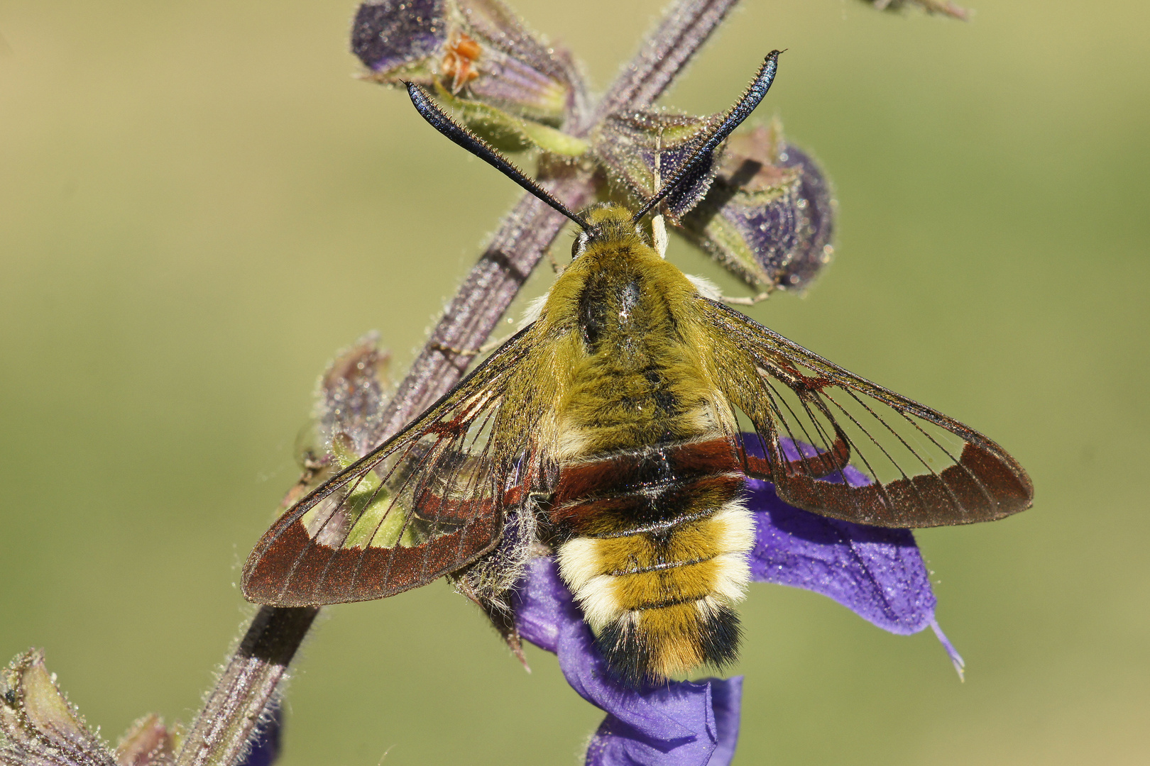 Hummelschwärmer (Hemaris fuciformis) an Salbei