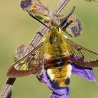 Hummelschwärmer (Hemaris fuciformis) an Salbei