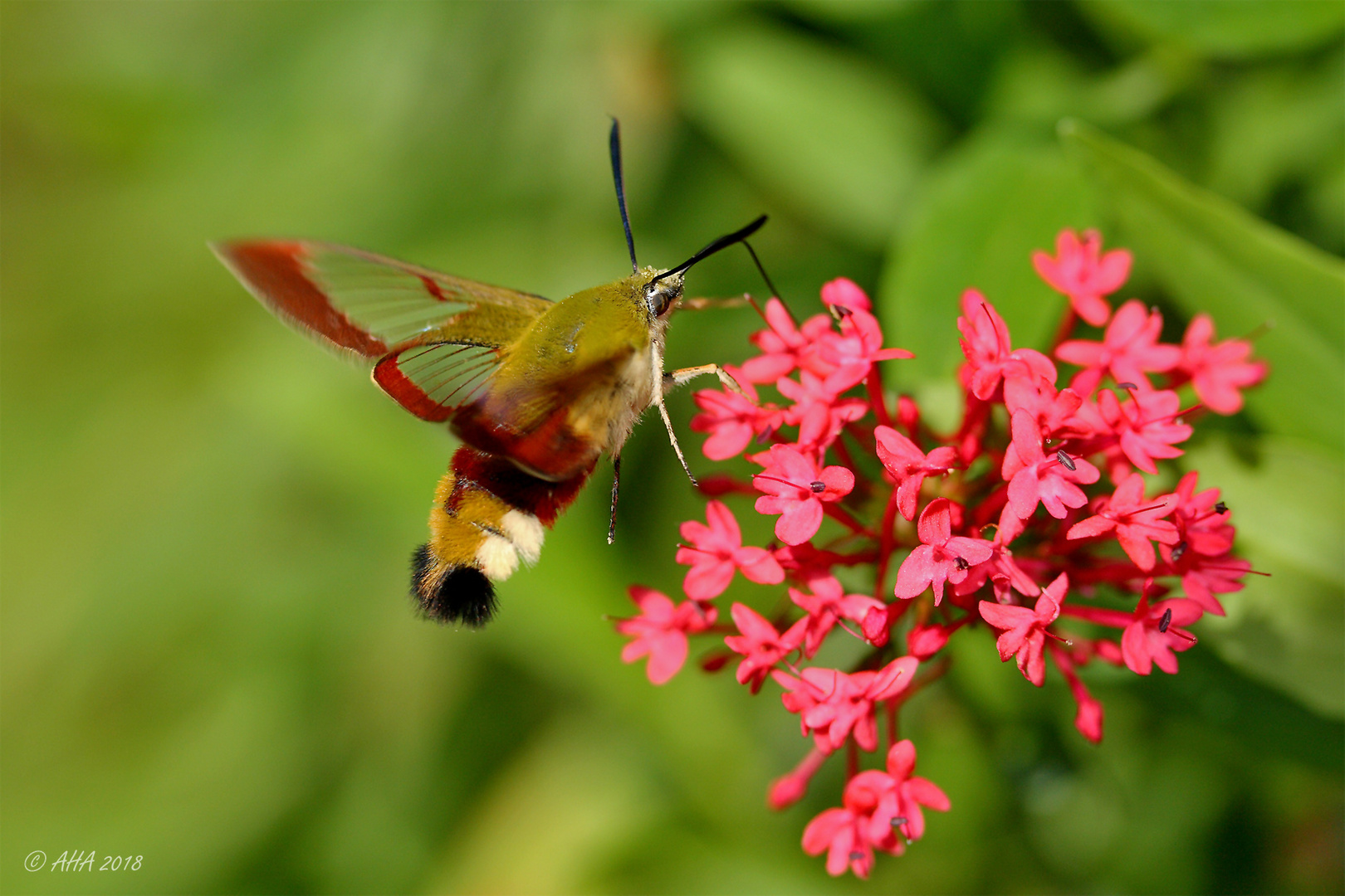 Hummelschwärmer (Hemaris fuciformis)