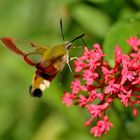 Hummelschwärmer (Hemaris fuciformis)