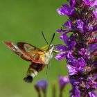 Hummelschwärmer (Hemaris fuciformis)