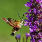 Hummelschwärmer (Hemaris fuciformis)