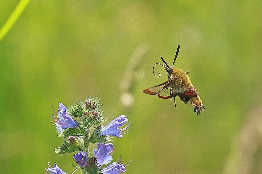 Hummelschwärmer (Hemaris fuciformis)