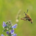 Hummelschwärmer (Hemaris fuciformis)