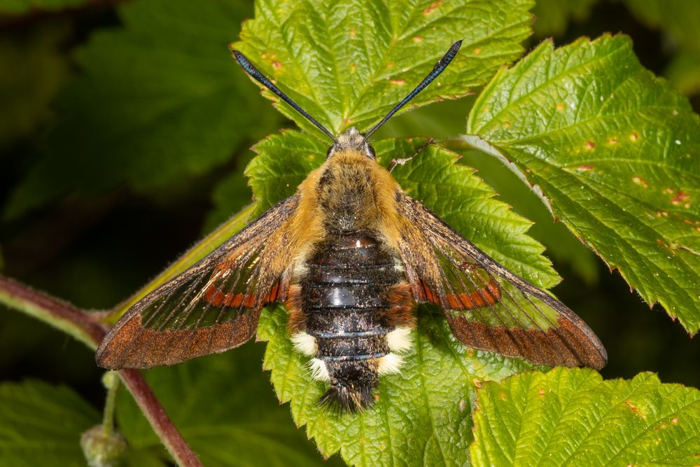 Hummelschwärmer (Hemaris fuciformis)