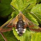 Hummelschwärmer (Hemaris fuciformis)