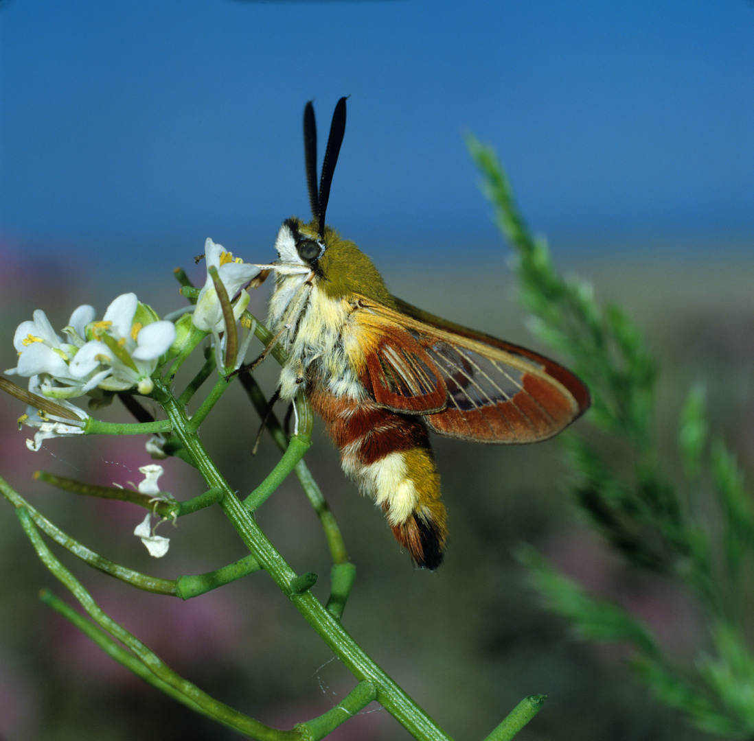 Hummelschwärmer, Hemaris fuciformis,