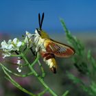 Hummelschwärmer, Hemaris fuciformis,