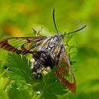 Hummelschwärmer  (Hemaris fuciformis) - Sphinx gazé.