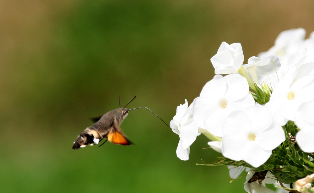 HUMMELSCHWÄRMER IM ANFLUG