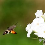 HUMMELSCHWÄRMER IM ANFLUG