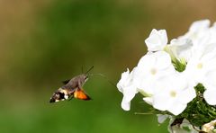 HUMMELSCHWÄRMER IM ANFLUG