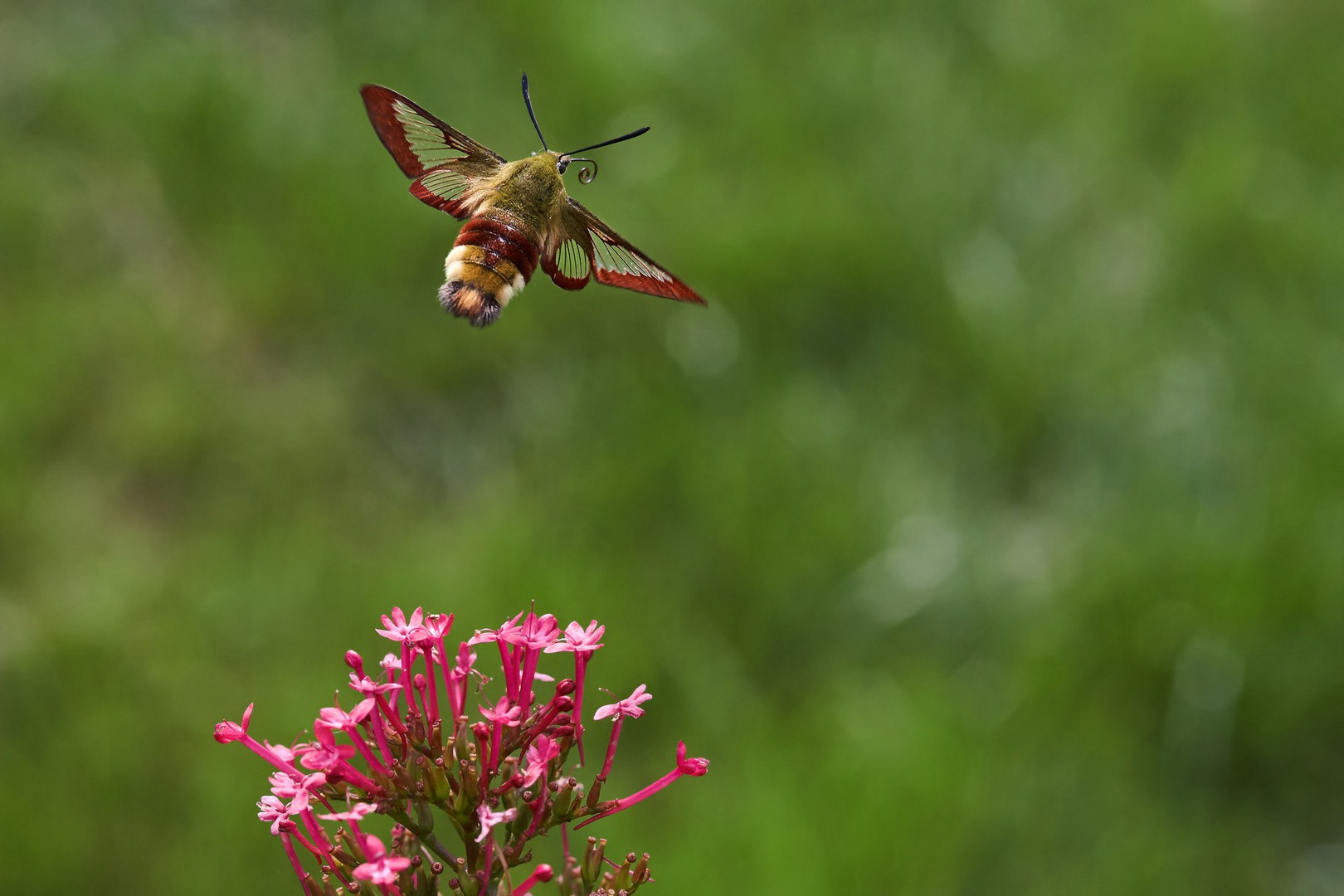 Hummelschwärmer im Flug