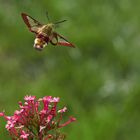 Hummelschwärmer im Flug