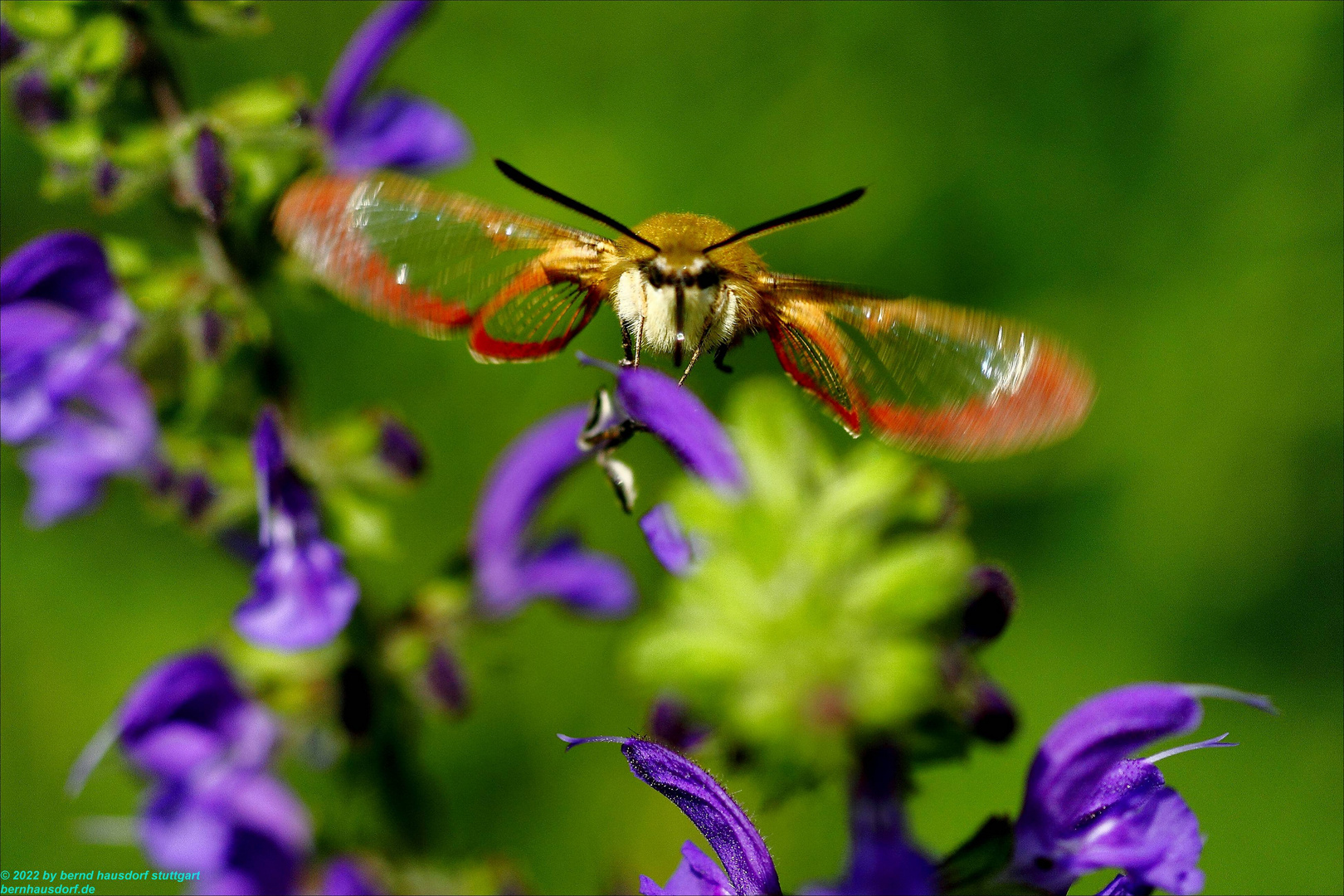 Hummelschwärmer im Flug