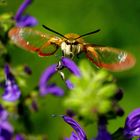 Hummelschwärmer im Flug