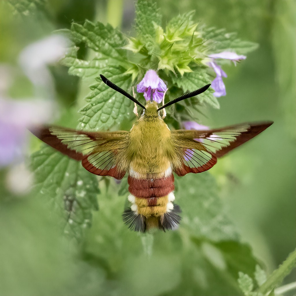 Hummelschwärmer im Flug