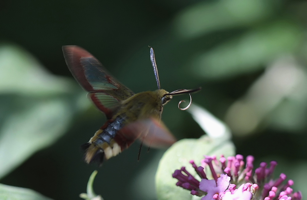 hummelschwärmer im flug