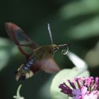 hummelschwärmer im flug