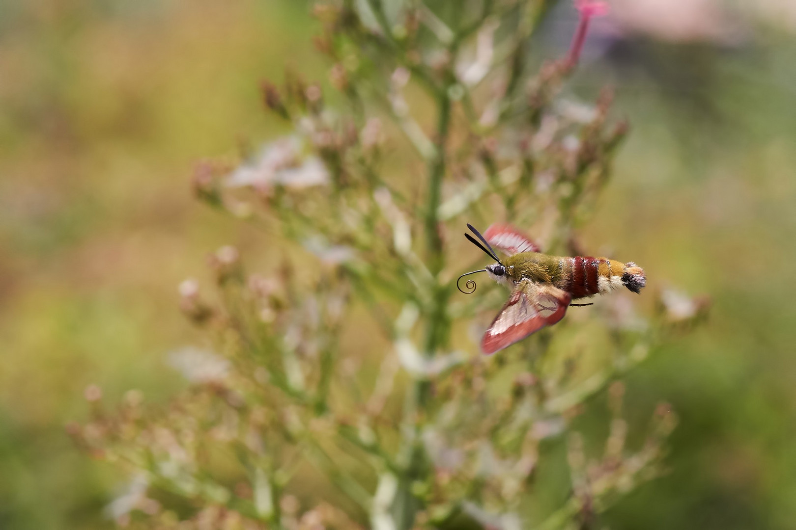 Hummelschwärmer im Flug