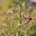 Hummelschwärmer im Flug