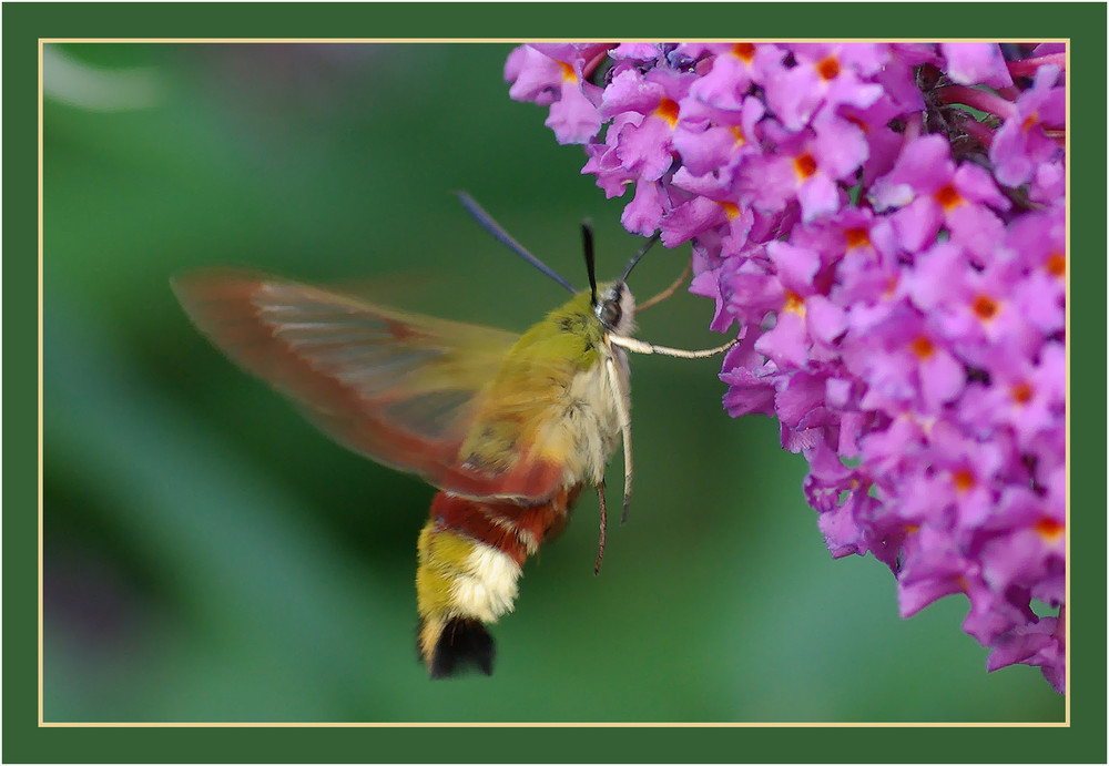 Hummelschwärmer im Flug