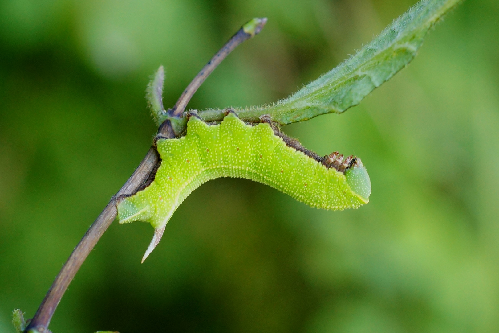 Hummelschwärmer Raupe