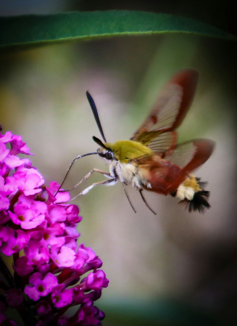 Hummelschwärmer zu Besuch in unserem Garten!