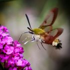 Hummelschwärmer zu Besuch in unserem Garten!