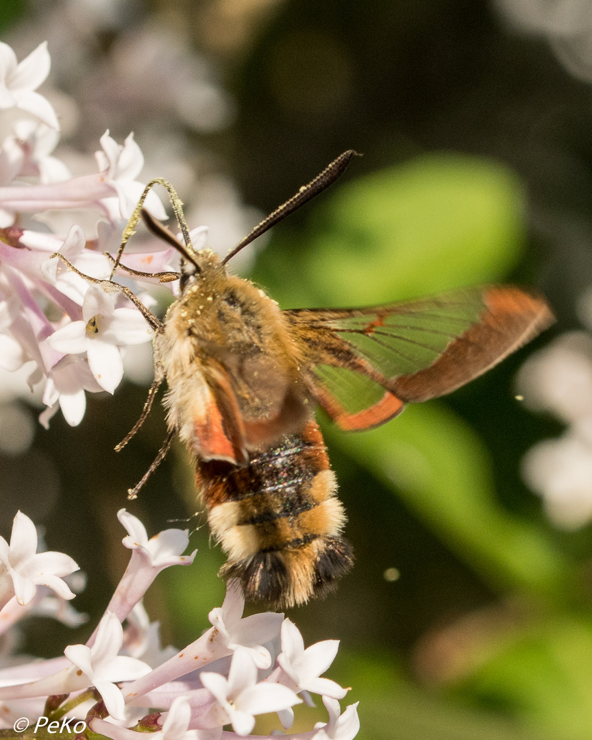 Hummelschwärmer_D75-1011