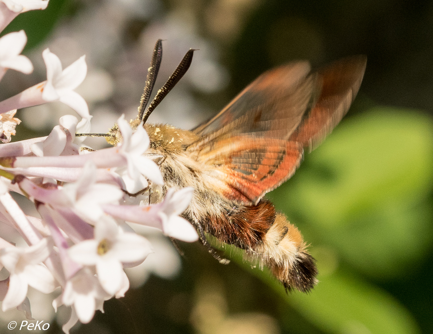 Hummelschwärmer_D75-1015